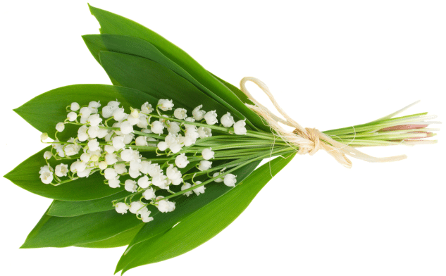 1er MAI