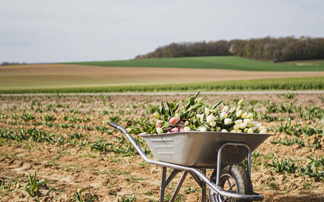 Opération Tulipes 2021  pour la LUTTE CONTRE LE CANCER