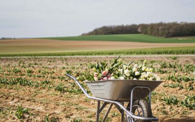 Opération Tulipes 2021  pour la LUTTE CONTRE LE CANCER