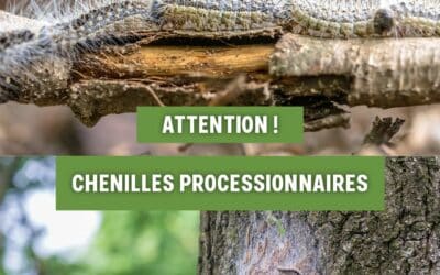 Attention, les chenilles processionnaires sont de retour !