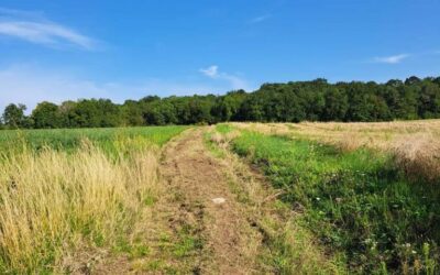 CHEMIN COMMUNAL : Depuis jeudi matin, le chemin du Marais est enfin complètement ouvert à la balade, il aboutit sur la D6 et en prenant la route vers la gauche (vers Parnes), à  une centaine de mètres sur la gauche, on retrouve le chemin qui remonte vers Montjavoult. L’agent communal a mis le coup de débroussailleuse qui a permis de sortir du gros roncier final. Merci à tous ceux qui ont travaillé à cette réalisation dont les jeunes de l’Atelier de Proximité début août !